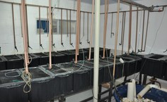 Sala de Experimentação de Larvicultura