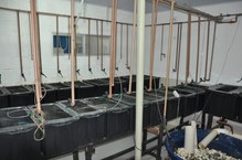 Sala de Experimentação de Larvicultura