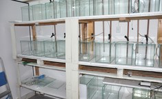 Sala de Experimento de Toxicidade