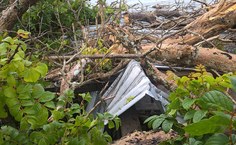 Árvore caiu no teto do Ichca