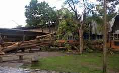 Árvore que caiu estava com fungos