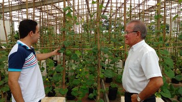 Método de cultivo vertical de melões é desenvolvido no Ceca