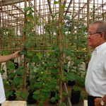 Método de cultivo vertical de melões é desenvolvido no Ceca
