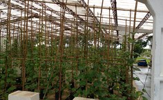 Cultivo vertical do melão