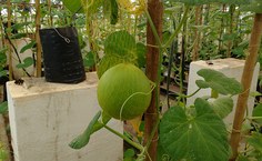 Melão é cultivado verticalmente