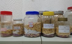 Sementes das variações de melão