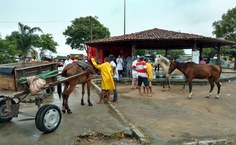 Quando souberam do atendimento, os carroceiros do bairro trouxeram os animais