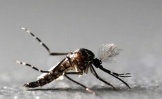 Mosquito Aedes aegypti é o transmissor da dengue, chikungunya e zika Foto Paulo Whitaker Reuters