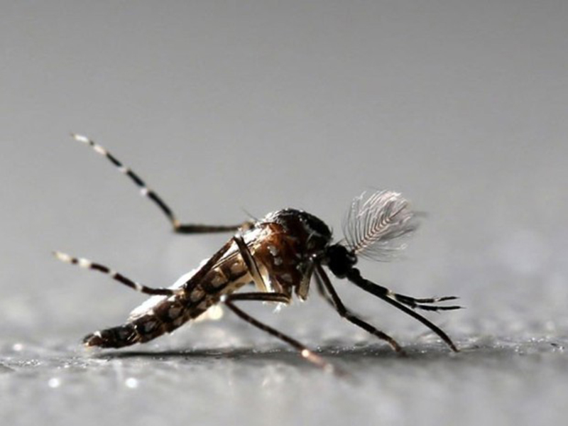 Mosquito Aedes aegypti é o transmissor da dengue, chikungunya e zika Foto Paulo Whitaker Reuters