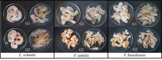 Segurança alimentar motiva pesquisa com camarões do litoral alagoano