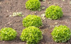 Alejandro Slocker CC BY 2.0