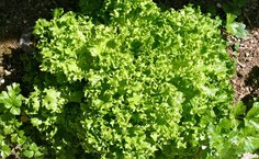 cheeseslave CC BY 2.0