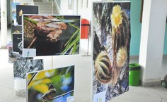 Painéis ilustram evento