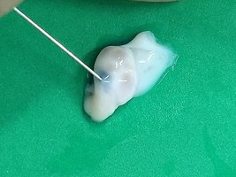 Estudo apresenta nova técnica para coleta de embriões em ovelhas