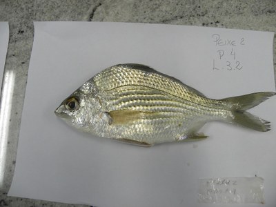 Eugerres brasilianus carapeba. Foto: Acervo pessoal