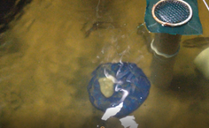 carapebas no tanque de reprodutores.png