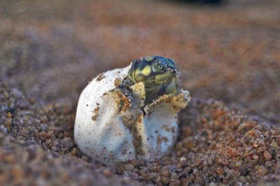 Nascimento da tartaruga da Amazônia. Foto: acervo do pesquisador