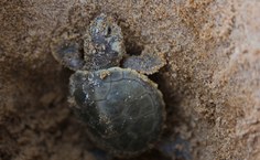 Tartaruga da Amazônia. Foto acervo do pesquisador