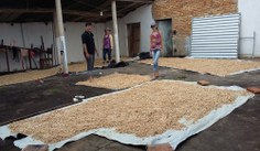 O grupo contribui com o preparo de silagem de raiz de mandioca para alimentar os animais. Foto: Arquivo Pessoal