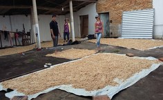 O grupo contribui com o preparo de silagem de raiz de mandioca para alimentar os animais. Foto: Arquivo Pessoal