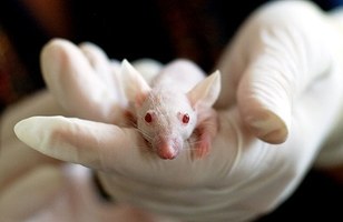 Comissão de Ética  da Ufal exige novos formulários para uso de animais