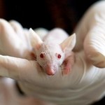 Comissão de Ética  da Ufal exige novos formulários para uso de animais