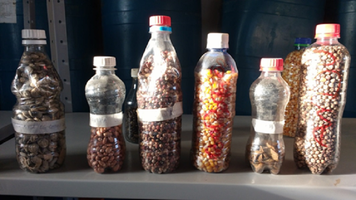 Artigo ressalta papel dos camponeses na agrobiodiversidade