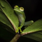 MHN é representado em Congresso Brasileiro de Zoologia
