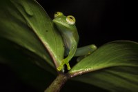 MHN é representado em Congresso Brasileiro de Zoologia