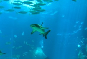 Professor da Ufal auxilia na identificação da espécie de tubarões encontrados no litoral do  Paraná