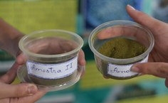 Amostras da farinha obtida a partir da folha de moringa