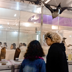 Exposições trazem criatividade das ciências exatas e naturais