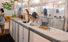 SBPC Alagoas tem exposição de ciências exatas e naturais