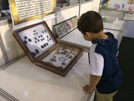 O público infantil se encanta com os insetos e aracnídeos do Museu de História