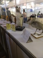 Museu de História Natural da Ufal expõem ecossistemas locais na SBPC Jovem