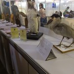 Museu de História Natural da Ufal expõem ecossistemas locais na SBPC Jovem
