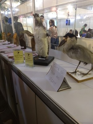 O estande do Museu de História Natural, na tenda da SBPC Jovem, recebe visitantes (Fotos: Nathalia Firmino)