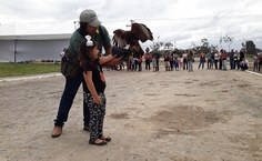 Falcoaria da SBPC Alagoas. Fotos: Viviane Borges e Íris Danielle