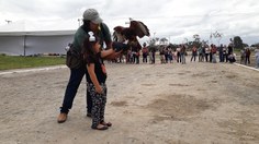 Falcoaria da SBPC Alagoas. Fotos: Viviane Borges e Íris Danielle