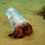 Artigos alertam para perigos da poluição dos oceanos