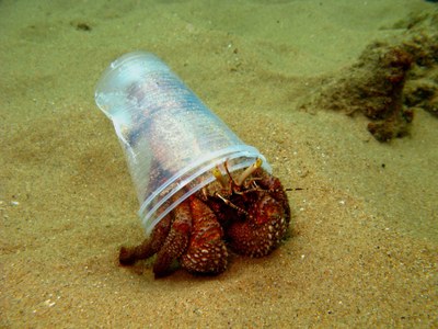 Pesquisadores registraram impactos do lixo do ambiente marinho. Foto: Arquivo Cláudio Sampaio