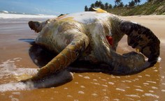 Pesquisadores registraram impactos do lixo do ambiente marinho. Foto: Arquivo Cláudio Sampaio