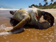 Pesquisadores registraram impactos do lixo do ambiente marinho. Foto: Arquivo Cláudio Sampaio