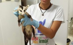 Joyce de Lima sempre gostou de animais