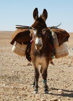 Pesquisa busca fórmula para calcular carga que animais podem levar