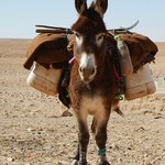 Pesquisa busca fórmula para calcular carga que animais podem levar