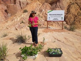 Iniciativa de professora da Ufal visa recuperar áreas que sofrem erosão