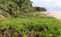 Área recuperada no povoado de Bitingui, em Japaratinga. Foto: Lindemberg Araújo