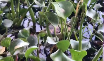 Cerca de 25 cágados mortos são recolhidos em lagoa de Jequiá