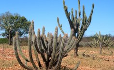 Caatinga é um dos biomas menos conhecidos do país